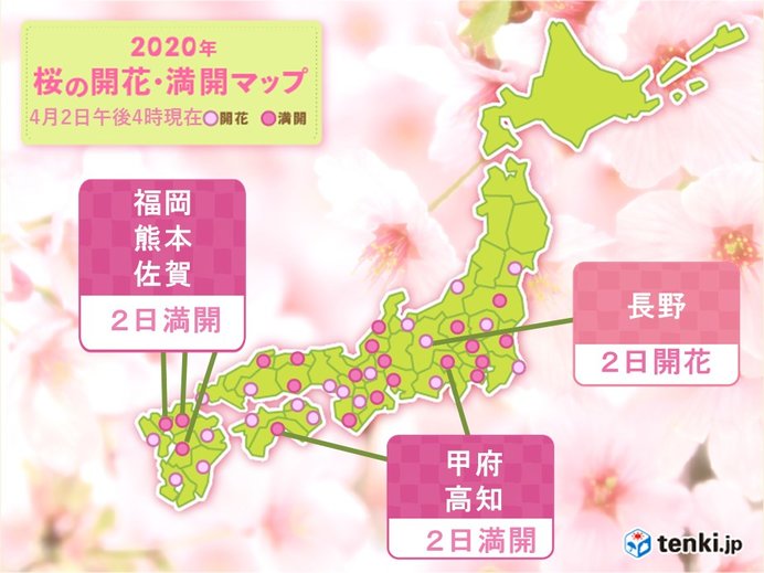長野で桜開花 満開の便りも続々と 2020年4月2日 エキサイトニュース