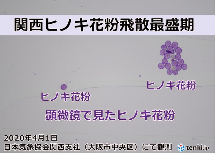 花粉症のニュース 社会 324件 エキサイトニュース