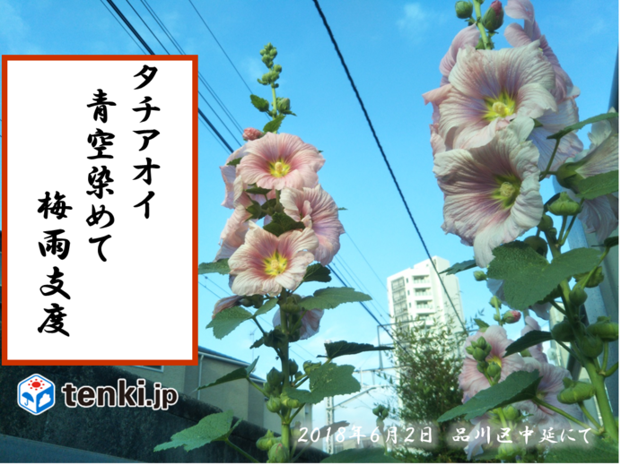 植物が感じ取る梅雨の季節 18年6月2日 エキサイトニュース