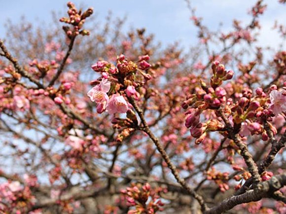 河津桜 見ごろ近い 寒さの影響は 18年2月19日 エキサイトニュース