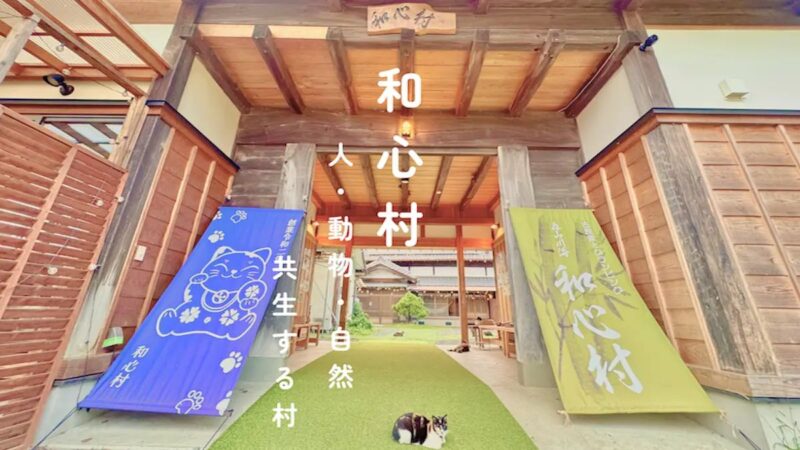 古民家グランピング体験！千葉・富津での天然蛍鑑賞ツアー