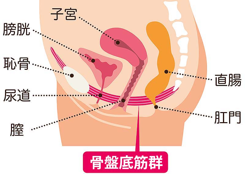 臨床で診る尿失禁～骨盤底筋群の機能を考える～【全４巻】ME264-S ...