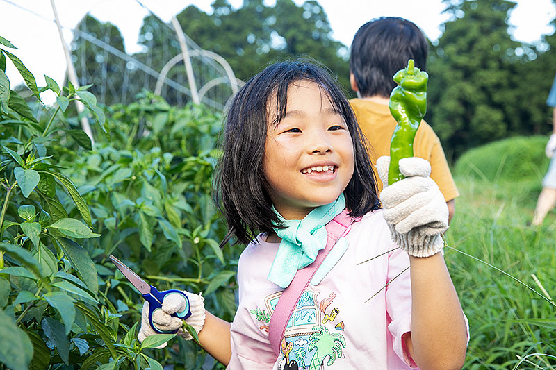 千葉県香取市 農園リゾート ザファーム THE FARM で夏野菜収穫がめちゃ