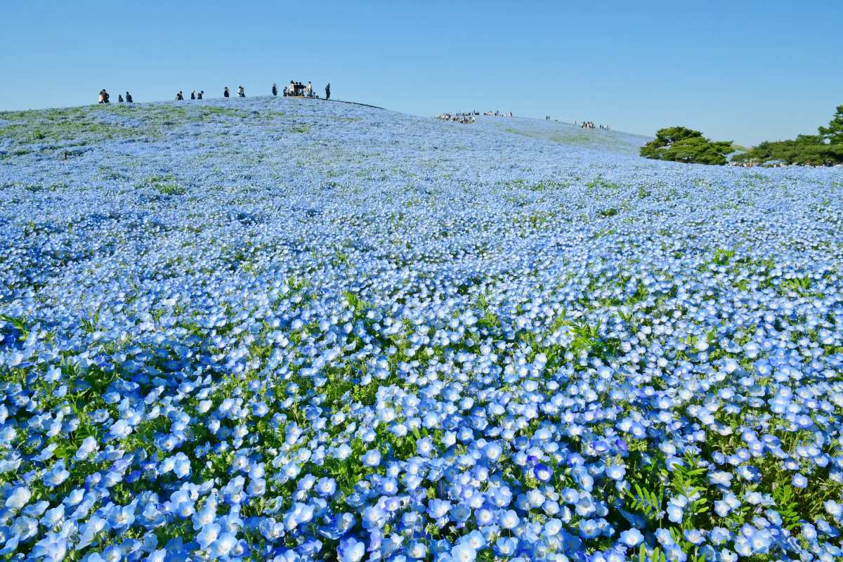 2026最新】国営ひたち海浜公園のネモフィラが見頃に！ 530万本の青い丘