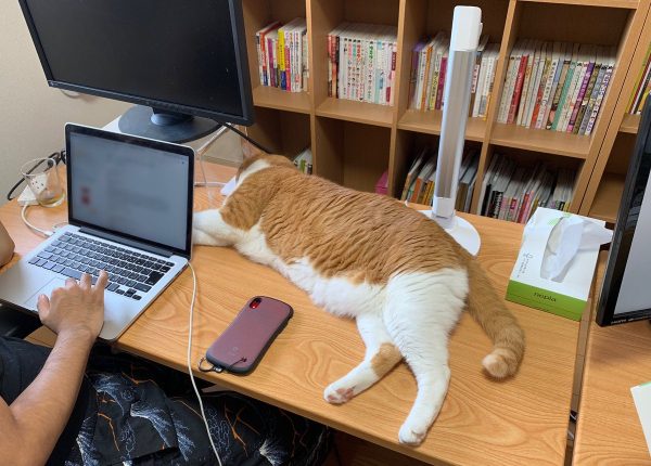 猫と暮らすとはこういうことだ 仕事中の飼い主さんのデスクを占領して昼寝する猫さんの様子に共感しかない 19年8月日 エキサイトニュース