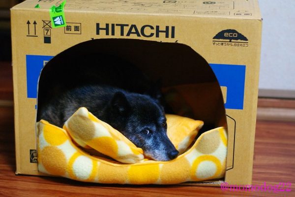 台風のとき 家にしまったワンちゃんのために 仮設犬小屋 を作ってあげるとよさそう 19年10月11日 エキサイトニュース