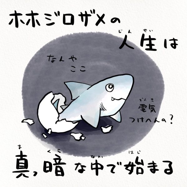 暗闇で生まれ 兄弟で共食い ホホジロザメの人生を描いたイラストがハードコアすぎる 年7月13日 エキサイトニュース