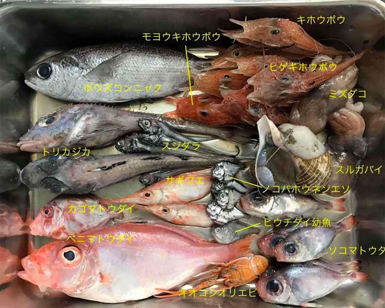 沼津直送 深海魚のお取り寄せがアツイ 見て 食べて楽しもう 年9月25日 エキサイトニュース