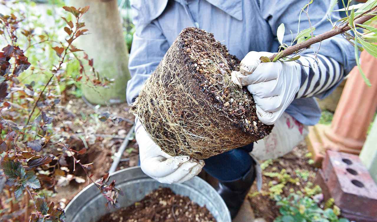 植木 庭木の植え方 支柱の立て方や剪定 株分け 挿し木の仕方を初心者向けに解説 年11月22日 エキサイトニュース