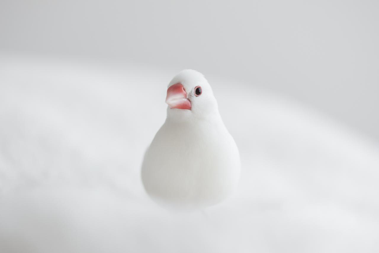 ナニコレかわいすぎる 喜怒哀楽の激しい白文鳥 ふーちゃん登場 年11月4日 エキサイトニュース