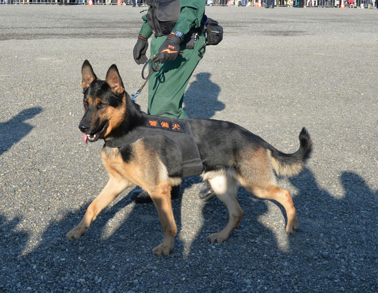 逃走警察犬 の発見状況明らかに ネット上では議論過熱 犬にも個性がある 年10月27日 エキサイトニュース