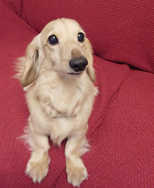 信頼関係が築けていなかった 飼い犬にかまれた男性が意識不明の重体 21年4月5日 エキサイトニュース