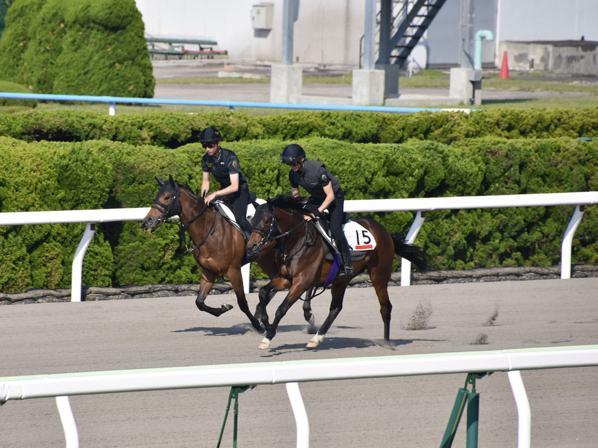 ｊｒａ ５億円ディープ産駒 リアドがゲート試験に合格 デビューは秋を予定 2021年6月10日 エキサイトニュース