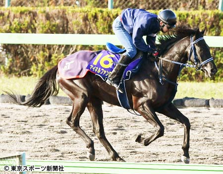 皐月賞 マイネルファンロン ステイゴールドの子で渋い馬場は得意 18年4月10日 エキサイトニュース