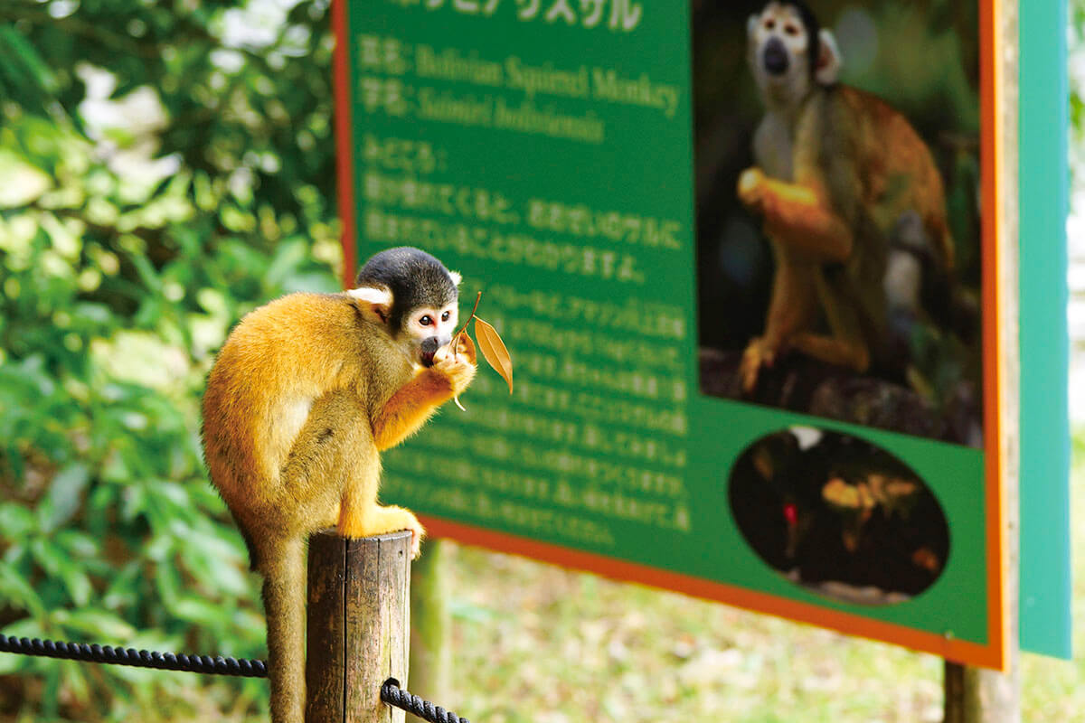 世界屈指のサルの動物園 愛知県犬山市にある 日本モンキーセンター をご紹介 ローリエプレス