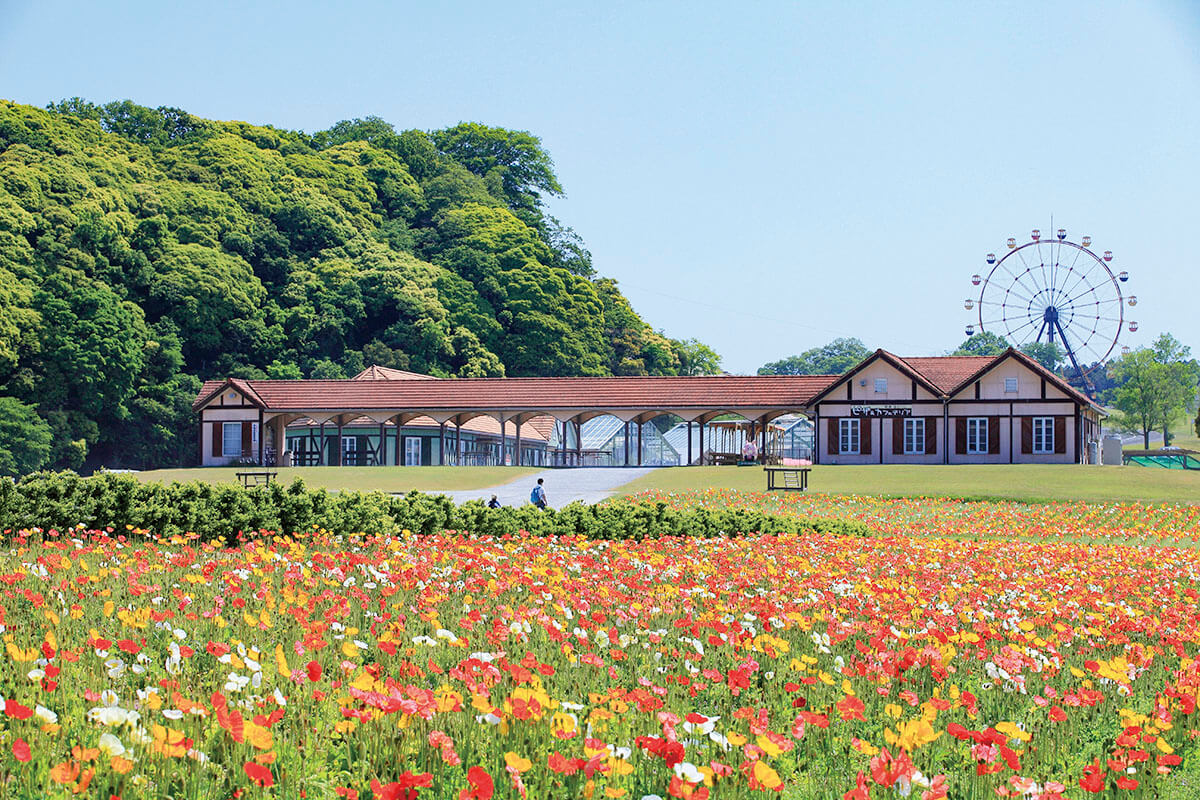 東京から車で約1時間で行ける千葉県 東京ドイツ村 をご紹介 冬のイルミネーションは必見 ローリエプレス