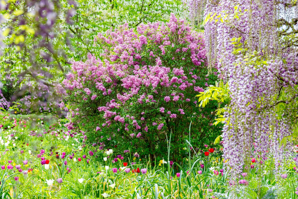ガーデニング 庭に植えたいオススメの低木8選 美しく可憐な花が咲くオシャレな木々 22年5月5日 エキサイトニュース 4 4