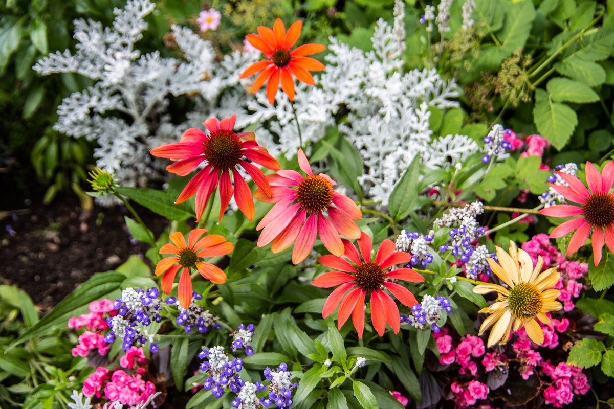 春のガーデニング オシャレな寄せ植えになる オススメの組み合わせ例を紹介 花色と草丈がポイント 22年4月15日 エキサイトニュース