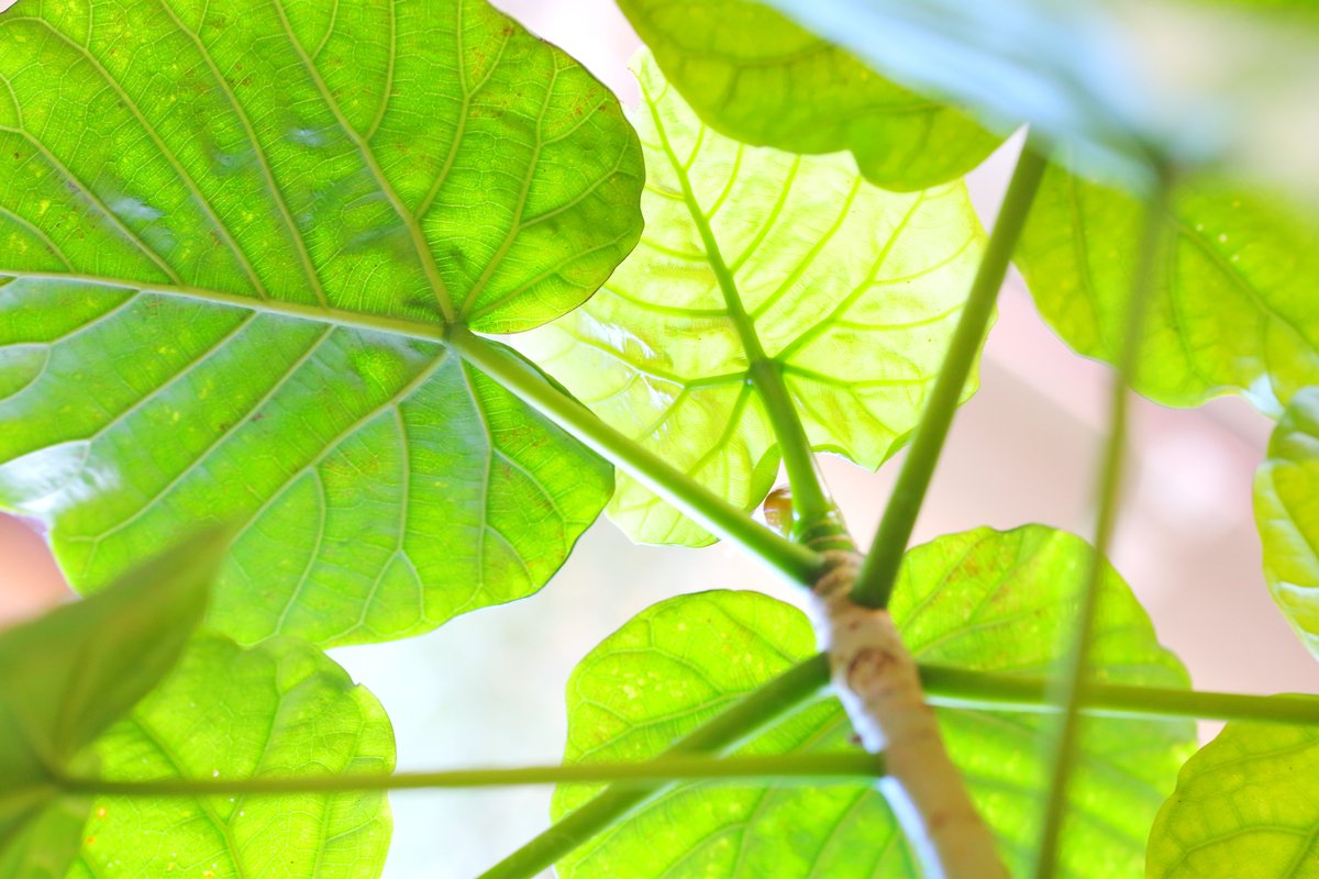 オシャレな佇まいで人気の観葉植物 フィカス ウンベラータ 育て方 飾り方のコツを紹介 22年2月22日 エキサイトニュース