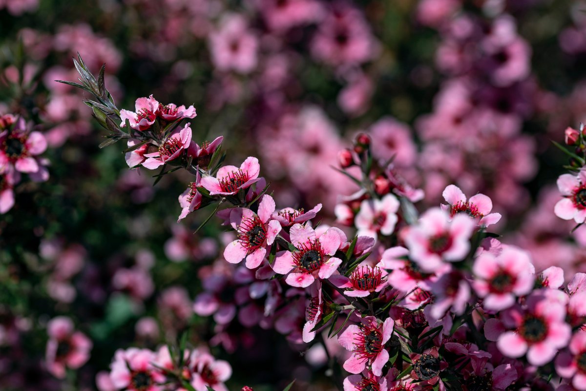 冬 春のガーデニングで育てる ギョリュウバイ ピンクや白の小花がカワイイ 22年1月12日 エキサイトニュース
