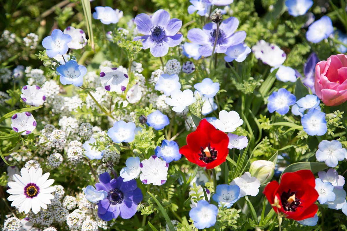 ガーデニング オシャレな庭や花壇にオススメの花9選 色の組み合わせがステキな春の寄せ植え例 22年4月8日 エキサイトニュース
