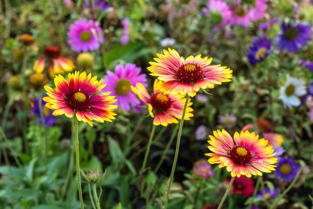 ガーデニング 夏の暑さや直射日光に負けない 日陰がない庭や花壇でもキレイに咲くオススメの花6選 22年6月5日 エキサイトニュース