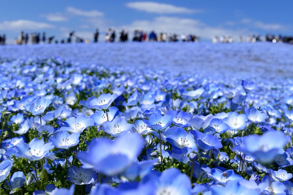 ひたち海浜公園で有名 ブルーの美しい花 ネモフィラ 育て方と基本情報を解説 22年2月16日 エキサイトニュース