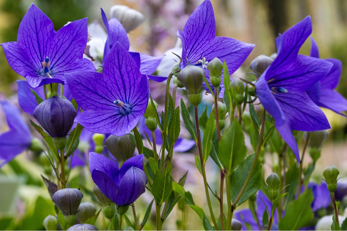 ガーデニング】初夏～夏の庭はブルー＆パープルの花がオシャレ！涼しげ