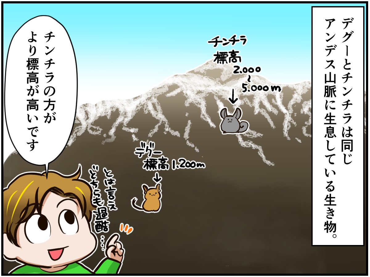 我が家のチンチラとデグーは共演ng その最大の理由はお散歩タイムにあった チンチライフ46話 年4月21日 エキサイトニュース