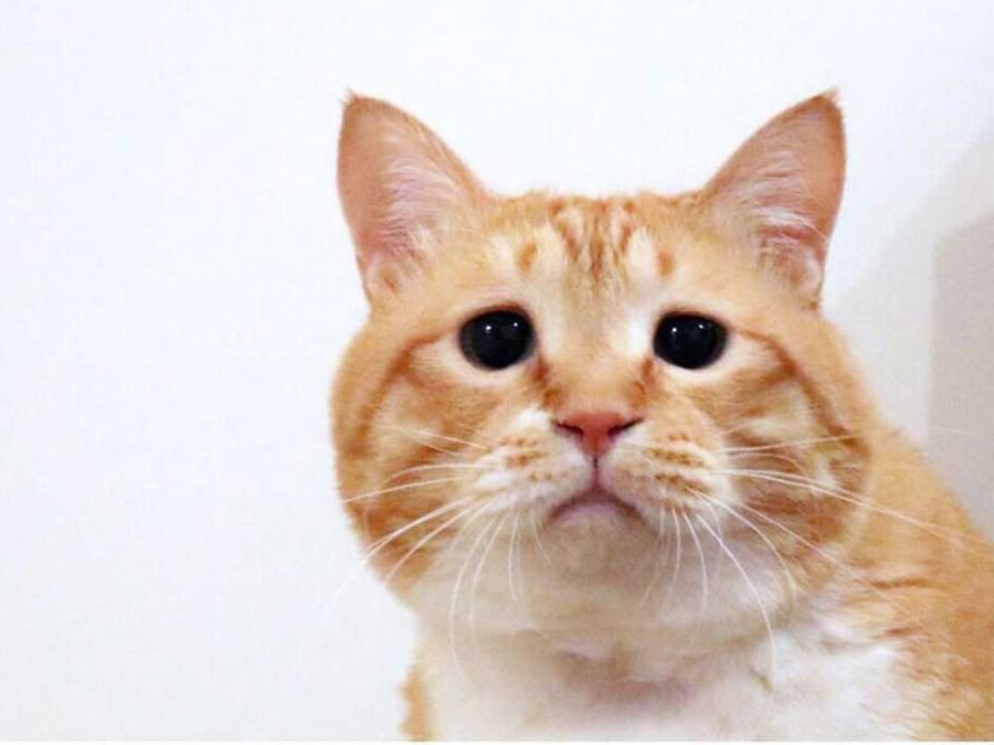 困り顔 猫 ぐっぴーさんの多彩な表情に癒される 年5月6日 エキサイトニュース