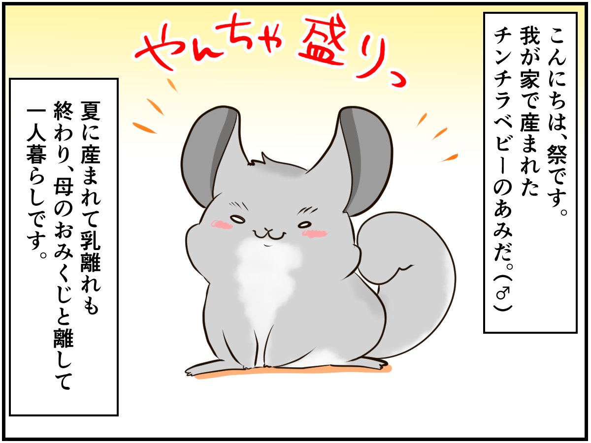 人を警戒しないチンチラベビー お散歩タイムはドキドキの連続 チンチライフ74話 年11月17日 エキサイトニュース