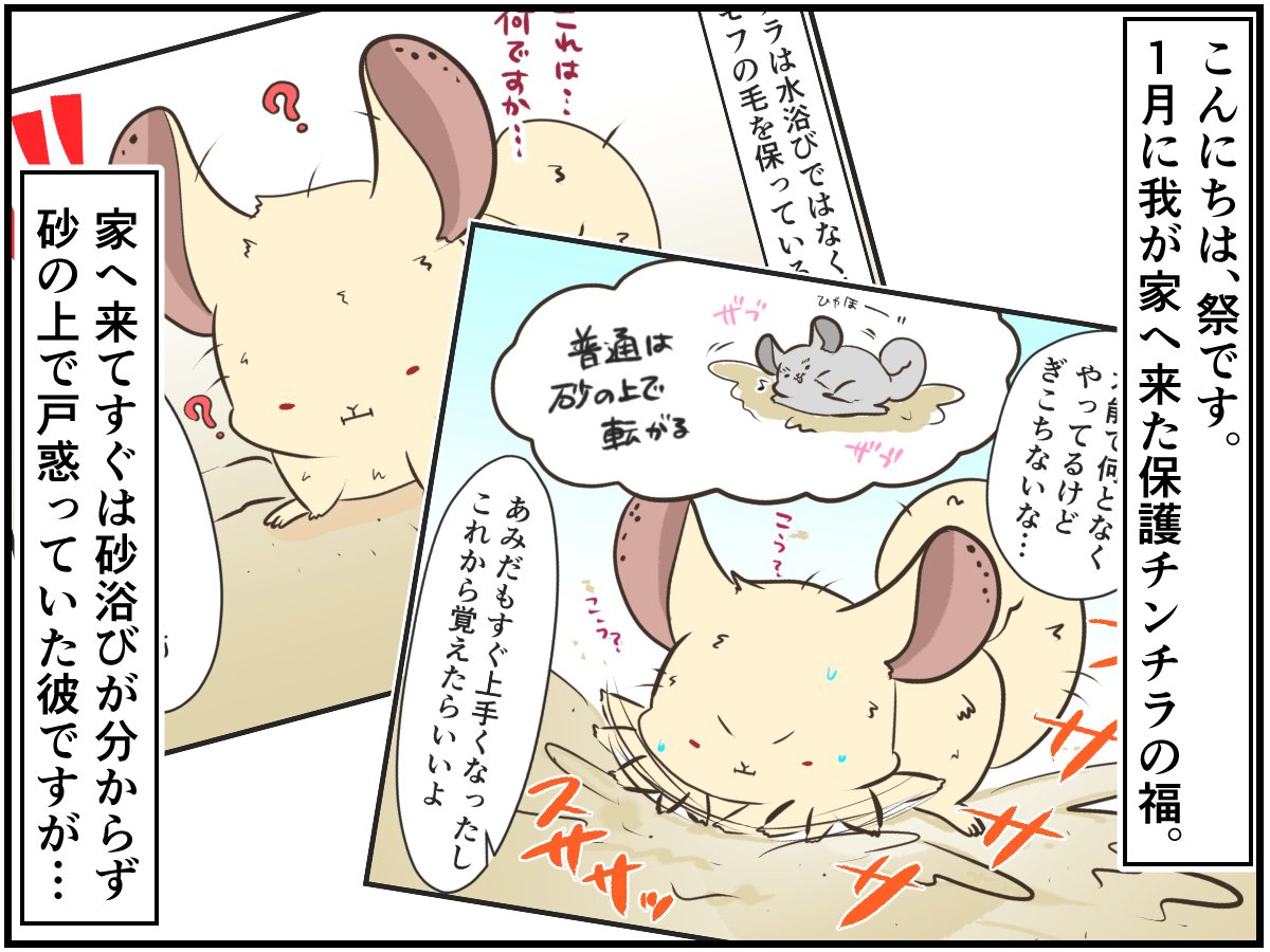 お風呂返して お掃除中のプレイバスを返してと訴えるチンチラさんの様子が切ない チンチライフ90話 2021年3月25日 エキサイトニュース