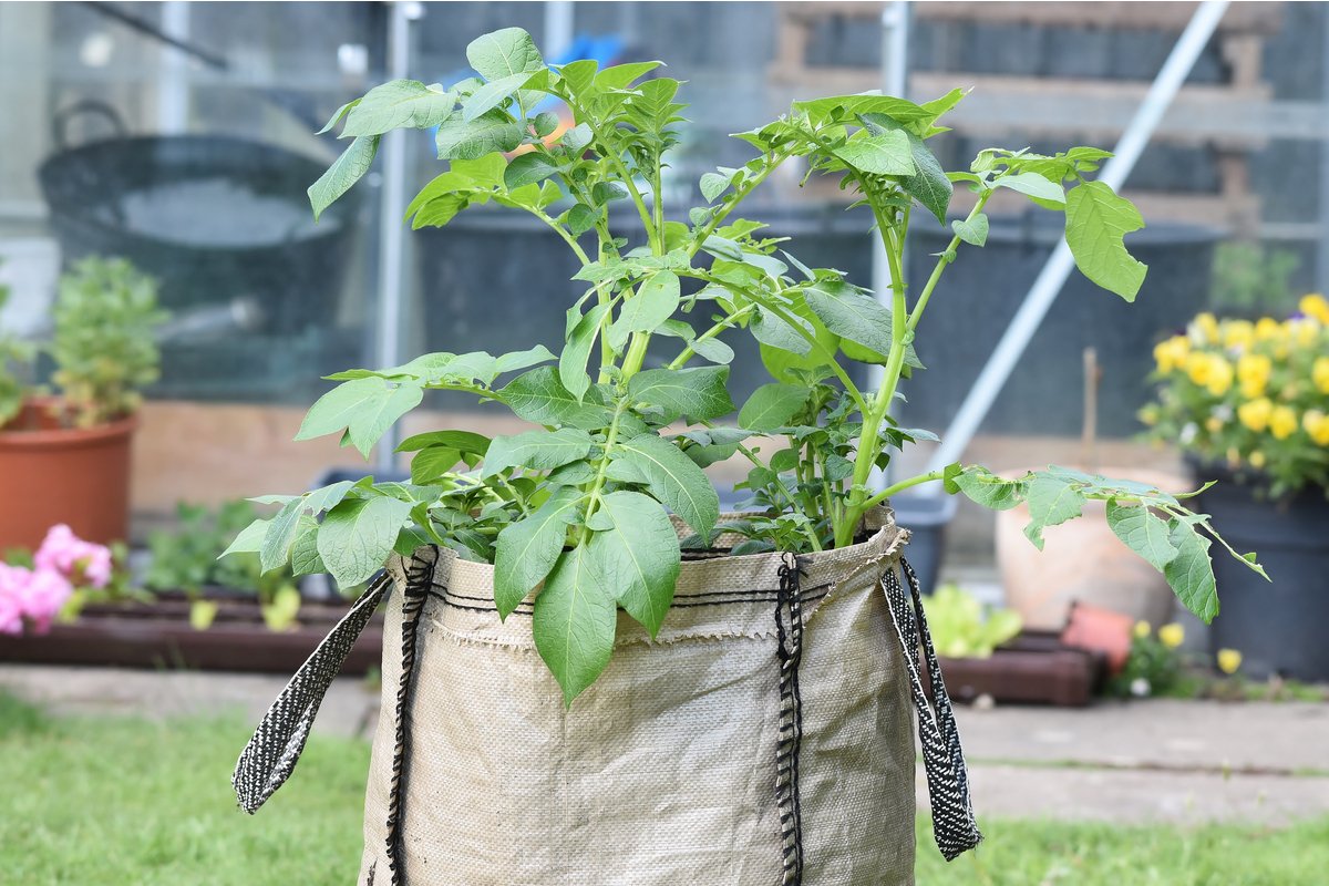 家庭菜園 ベランダでじゃがいもを育てる 袋栽培でプランターいらず 21年9月19日 エキサイトニュース