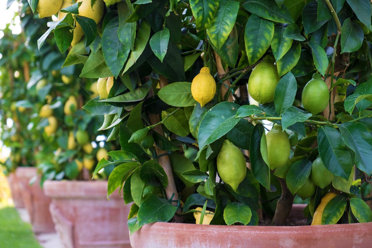 鉢植えで育てる レモンの木 苗木の植え方 管理方法まで 21年10月11日 エキサイトニュース 2 5