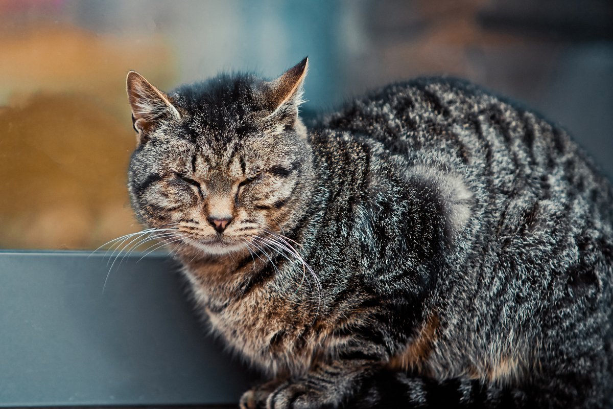 日本で人気の猫種は そして 猫の種類はどう決まる 21年11月日 エキサイトニュース