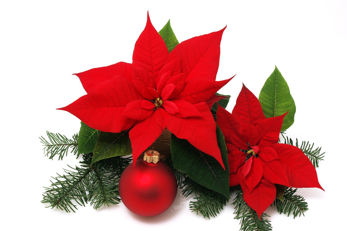 ポインセチアの育て方 短日処理で赤く色づかせる方法 来年のクリスマスも楽しめる 21年12月12日 エキサイトニュース