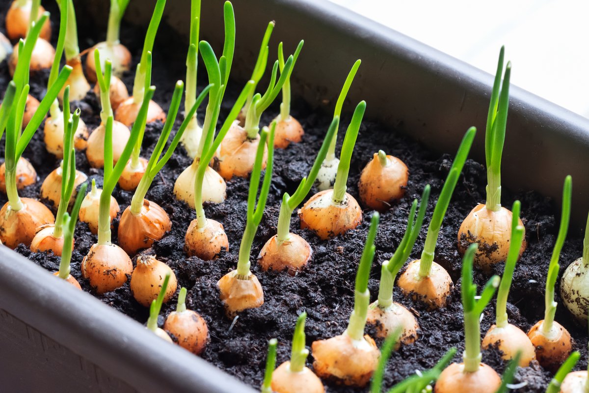 Mastering Fertilizer Application: A Guide to Feeding Onion Seedlings ...