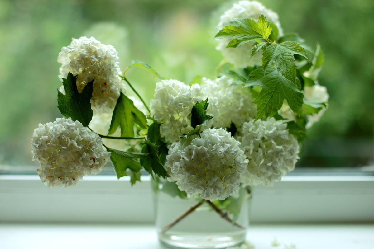 ガーデニング 庭のアジサイを切り花 ドライフラワーで楽しむ 長持ちさせるコツ 作り方を紹介 22年6月2日 エキサイトニュース