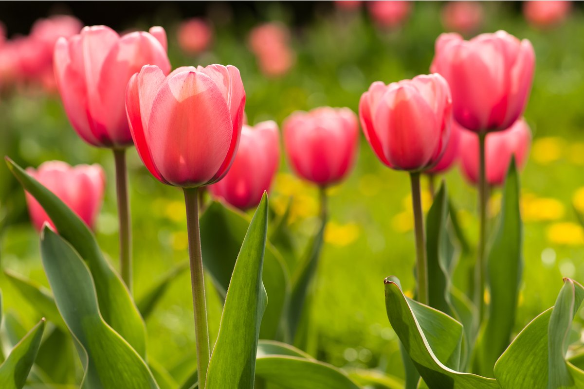 ガーデニング 来年もカワイイ花を咲かせたい チューリップの花後の手入れ 球根の保存方法を解説 22年4月27日 エキサイトニュース