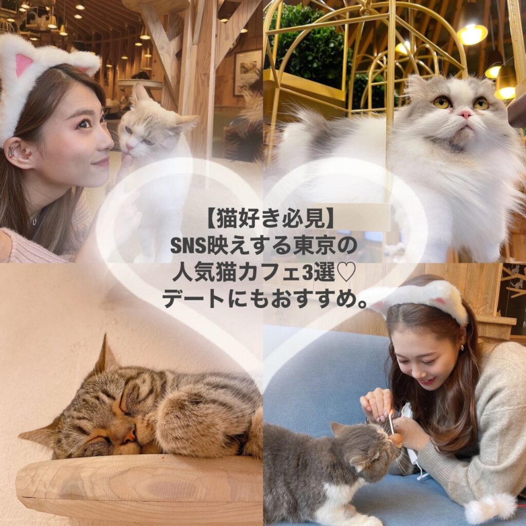 猫好き必見 Sns映えする東京の人気猫カフェ3選 デートにもおすすめ ローリエプレス