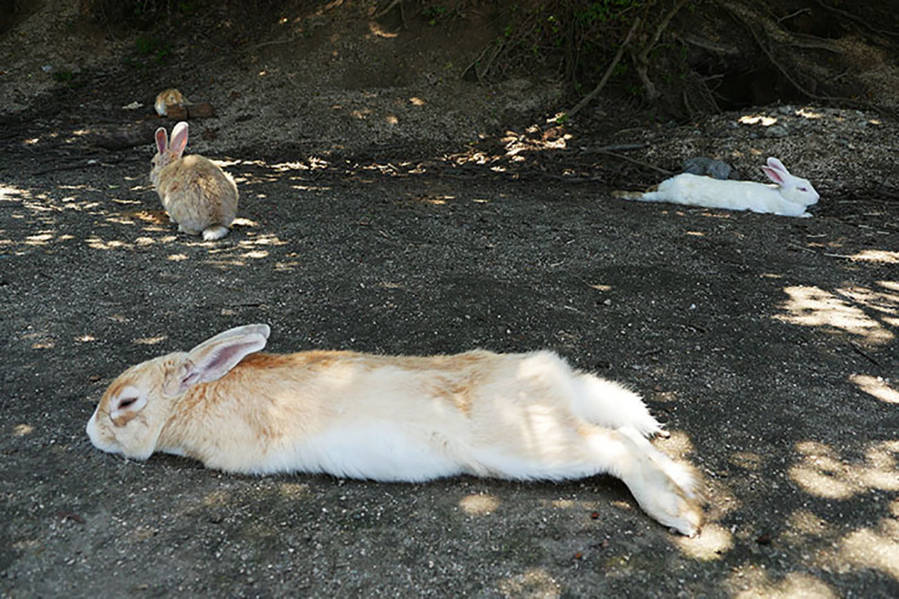 驚異の事実 謎に満ちたウサギの正体が判明 ウサギの知られざる10の生態 16年12月日 エキサイトニュース 2 4