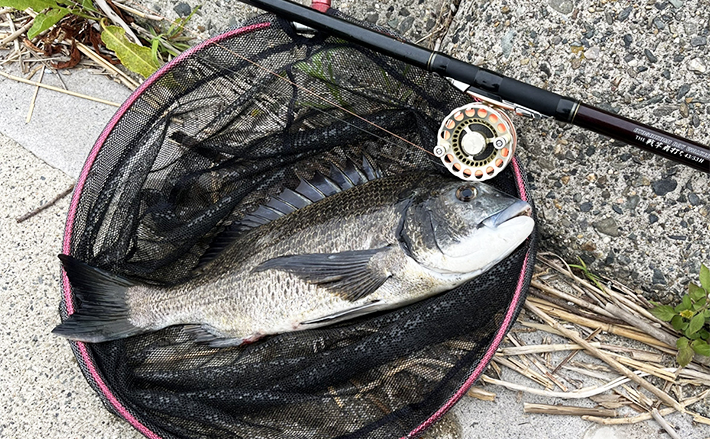 木曽川下流での前打ち釣りで47cm筆頭に良型クロダイ連打【三重】岩カニ 