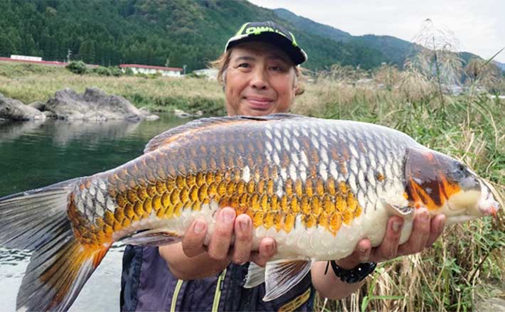 長良川郡上でのコイ釣りで67cm筆頭に良型マゴイを連打【岐阜】ノベザオ