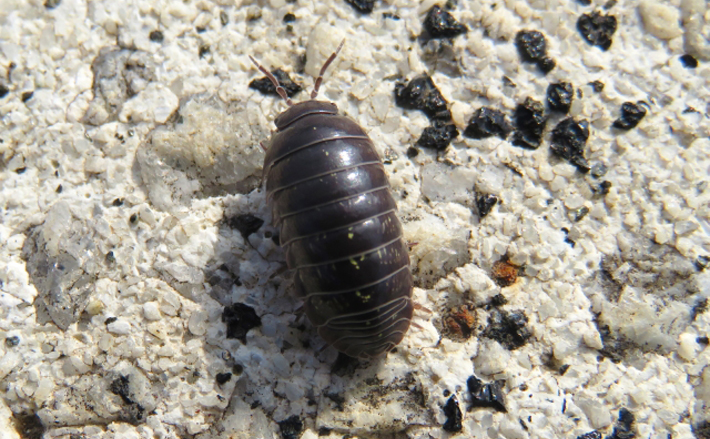 ダンゴムシは虫ではなくエビやカニの仲間の「甲殻類」 茹でたら赤くなる？ (2023年6月24日) - エキサイトニュース