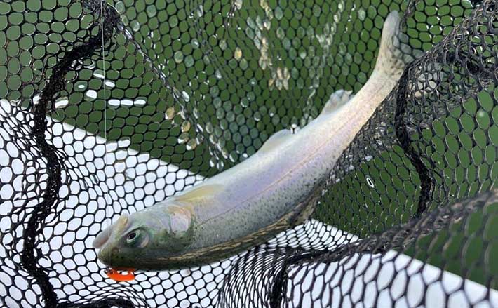 管理釣り場ルアー釣行で用意すべきスプーンの種類と枚数 1日なら最低40