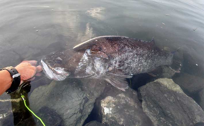 日本三大怪魚『アカメ』を釣る【高知】まさかのラバージグでのヒットのワケとは？ (2024年8月31日) - エキサイトニュース