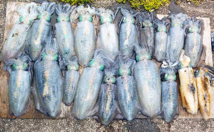 三重 愛知 船でのルアー最新釣果 ティップランエギングが絶好調 22年10月29日 エキサイトニュース