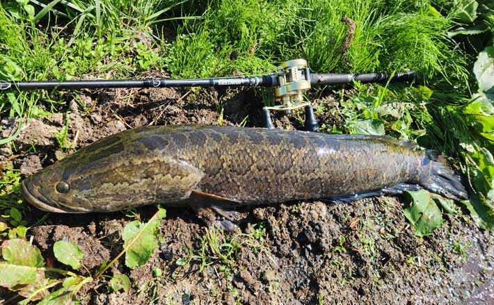 abua6500Cオールド雷魚ナマズ 用水路で83cmライギョに65cmナマズをキャッチ【山形】フロッグルアーに