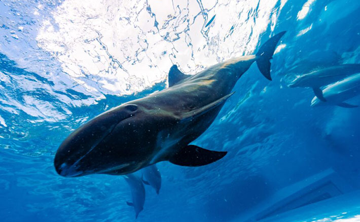 3819 外国切手 ガンビア 1996年 クジラ イルカ 4種+小型シート イルカ・クジラが描く虹をモチーフにした“G-SHOCK”＆“BABY-G