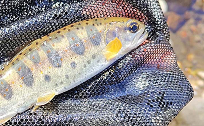 ミックス川魚　約350匹　4 ピンポンパール（国産）約４〜５センチ２匹セット 送料無料 金魚